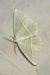 Campaea margaritaria