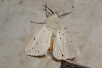 Spilosoma lubricipeda