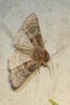 Tethea ocularis