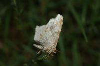 Macaria alternata