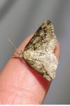 Cleorodes lichenaria