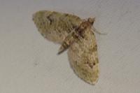 Chloroclystis v-ata