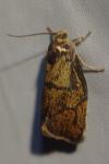 Ptycholoma lecheana