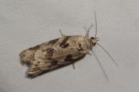 Cnephasia