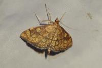 Anania verbascalis