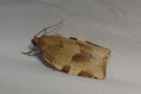 Choristoneura hebenstreitella