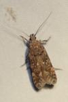 Pseudotelphusa paripunctella