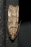 Pseudotelphusa paripunctella