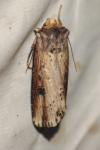 Axylia putris