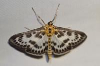 Anania hortulata