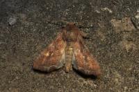 Lacanobia oleracea