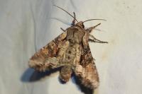 Lacanobia w-latinum