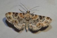 Eupithecia pulchellata