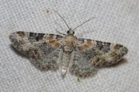 Eupithecia pulchellata