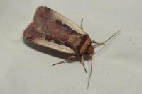 Ochropleura plecta