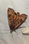 Noctua pronuba