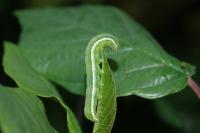 Orthosia gothica