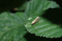 Nematopogon adansoniella