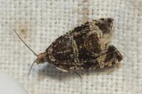 Celypha lacunana