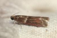 Cryptoblabes bistriga