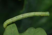 Alsophila aescularia