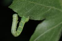Alsophila aescularia