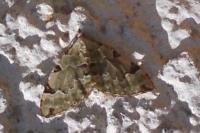 Colostygia pectinataria