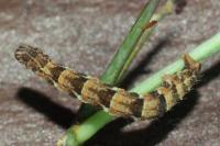 Eupithecia dodoneata