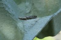Aphomia sociella