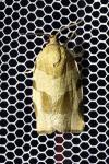 Choristoneura hebenstreitella