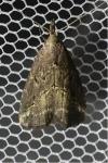 Schrankia costaestrigalis