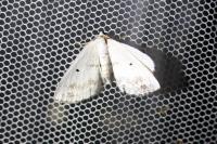 Lomographa temerata