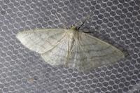 Idaea subsericeata
