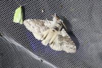 Calliteara pudibunda