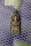 Cnephasia