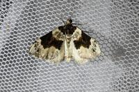 Cosmorhoe ocellata