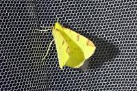 Opisthograptis luteolata