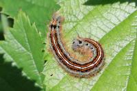 Malacosoma neustria