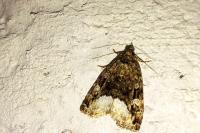 Deltote pygarga