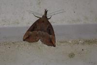 Hypena rostralis