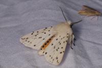 Spilosoma lubricipeda
