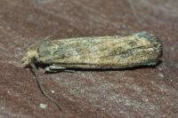 Bactra
