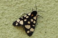 Arctia villica