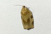 Choristoneura hebenstreitella