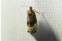 Hedya ochroleucana