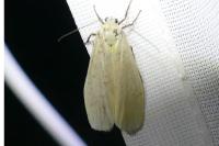 Wittia sororcula