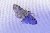 Pasiphila rectangulata