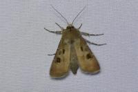 Agrotis exclamationis