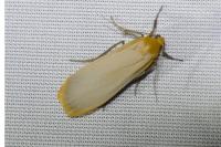 Katha depressa