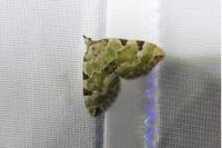 Colostygia pectinataria